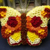 BUTTERFLY